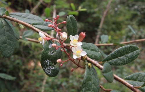 Image of Serjania polyphylla by (c) Brian Oakes Haiti Hunter, some rights reserved (CC BY)