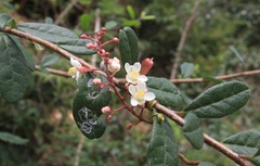 Serjania polyphylla