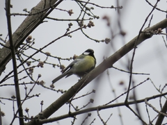 Parus major