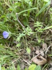 Nemophila phacelioides