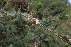 Serjania polyphylla