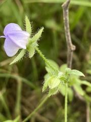 Nemophila phacelioides