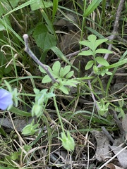 Nemophila phacelioides