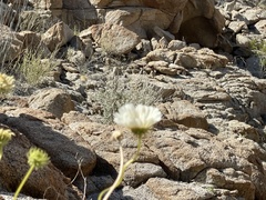 Encelia ravenii