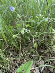 Nemophila phacelioides