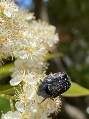 Euphoria sepulcralis