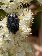 Euphoria sepulcralis