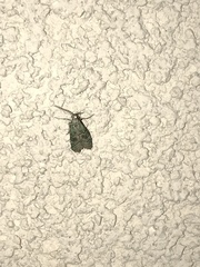 Cacotherapia flexilinealis