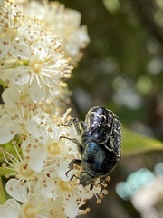 Euphoria sepulcralis