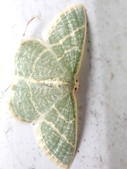 Chlorochlamys phyllinaria