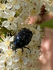 Euphoria sepulcralis