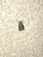 Cacotherapia flexilinealis