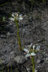 Disa bivalvata