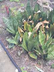 Sansevieria trifasciata