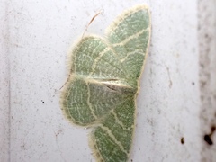 Chlorochlamys phyllinaria