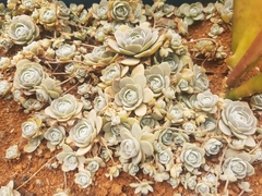 Orostachys malacophylla iwarenge