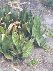 Sansevieria trifasciata