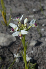 Disa bivalvata