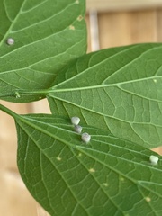 Pterygota