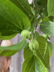 Pachypsylla venusta