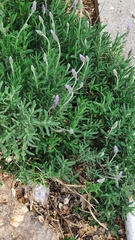 Lavandula dentata
