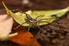 Dolomedes mizhoanus