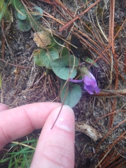 Viola hirsutula