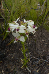Disa bivalvata