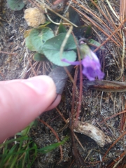 Viola hirsutula