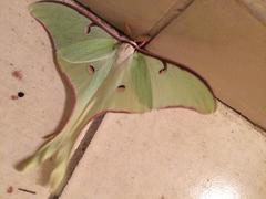 Actias truncatipennis