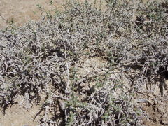 Halocnemum strobilaceum
