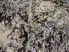 Halocnemum strobilaceum