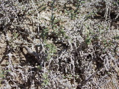 Halocnemum strobilaceum
