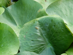 Ropalidia ornaticeps