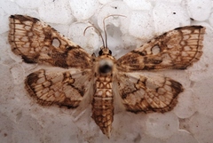 Omphisa anastomosalis