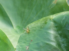 Ropalidia ornaticeps