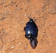 Histerinae
