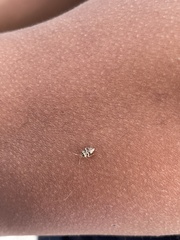 Tropidosteptes quercicola