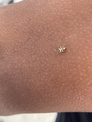 Tropidosteptes quercicola