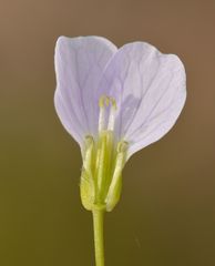 Cardamine pratensis