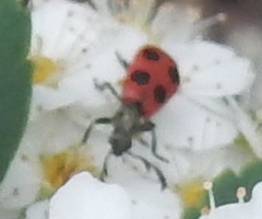 Pelonides quadripunctata