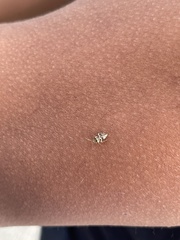 Tropidosteptes quercicola