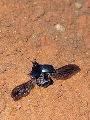 Histerinae
