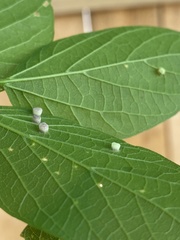Pterygota