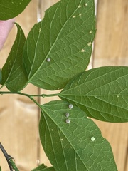 Pterygota