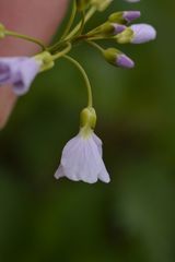 Cardamine pratensis