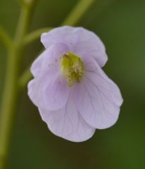 Cardamine pratensis