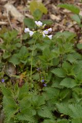 Cardamine pratensis