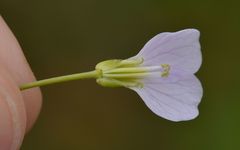 Cardamine pratensis