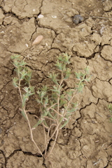 Halanthium kulpianum